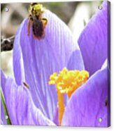 Bee Pollen Acrylic Print