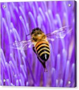 Bee With Artichoke Bloom Acrylic Print