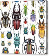 Beetle Collection Acrylic Print