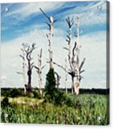 Beetle Trees Acrylic Print