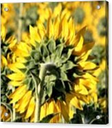 Behind A Sunflower Field Acrylic Print