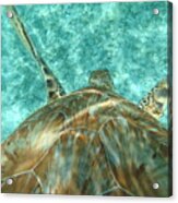 Descent Of The Belize Turtle Acrylic Print