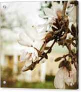 Bellevue Mansion Botanical / Nature / Floral Photograph Acrylic Print