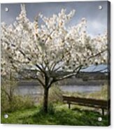 Bench And Blossoms Acrylic Print