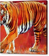 Bengal Tiger Acrylic Print