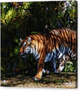Bengal Tiger - Rdw001072 Acrylic Print