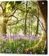 Bent Tree In Bluebell Forest Acrylic Print