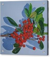 Berries Acrylic Print