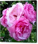 Bevy Of Roses Acrylic Print