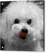 Bichon In The Pink Acrylic Print