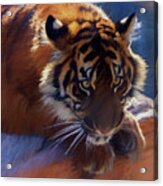 Big Cat In Chalk Acrylic Print