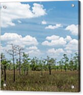 Big Cypress Marshes Acrylic Print