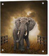 Big Entrance Elephant Art Acrylic Print