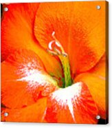 Big Glad In Bright Orange Acrylic Print