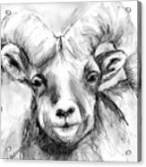Big Horn Sheep Acrylic Print