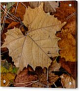 Big Leaf Maple Acrylic Print