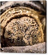 Big Sexy The Snapping Turtle Acrylic Print