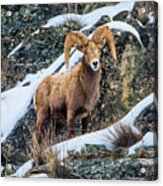 Bighorn Ram 3 Acrylic Print