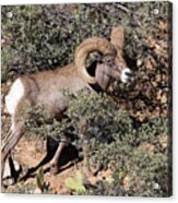 Bighorn Ram Acrylic Print