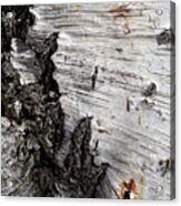 Birch Bark Acrylic Print