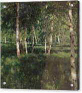 Birch Grove Acrylic Print