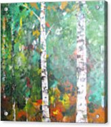 Birch In Color Acrylic Print