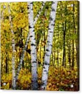 Birch In Gold Acrylic Print