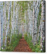 Birch Path Acrylic Print