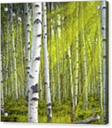 Birch Trees Bathed In Sunlight Beams Acrylic Print