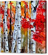 Birch Trees In Fall Acrylic Print