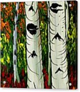 Birch Tree's Of Autumn #17 Acrylic Print