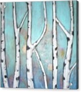 Birch Trees Acrylic Print