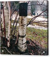 Birch Trees With House, Winter At Camp Nyoda 1988 Acrylic Print