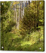 Birches On An Autumn Path Acrylic Print