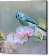 Bird And Blossoms Acrylic Print
