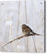 Bird In First Frost Acrylic Print