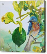 Bird, Key Lime Acrylic Print