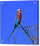 Bird - Lilac-breasted Roller Acrylic Print