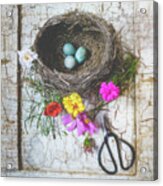 Bird Nest With Blue Bird Eggs Beauty Acrylic Print