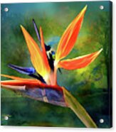 Bird Of Paradise Acrylic Print