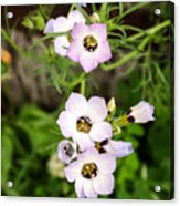 Bird's Eye Gilia Acrylic Print