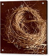 Bird's Nest Sepia Acrylic Print