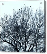 Birds On The Tree Monochrome Acrylic Print