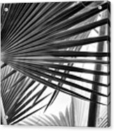 Bismarck Palm Fronds Acrylic Print