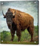 Bison 9 Acrylic Print