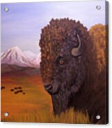 Bison And Plains Acrylic Print