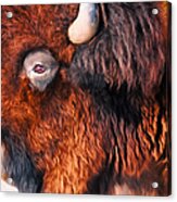 Bison Acrylic Print