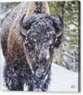 Bison In A Snowstorm Acrylic Print