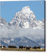 Bison In The Tetons Acrylic Print