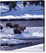 Bison On River Strand Landscape Acrylic Print